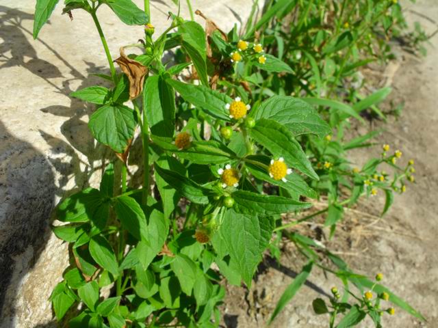 Galinsoga parviflora / Galinsoga comune